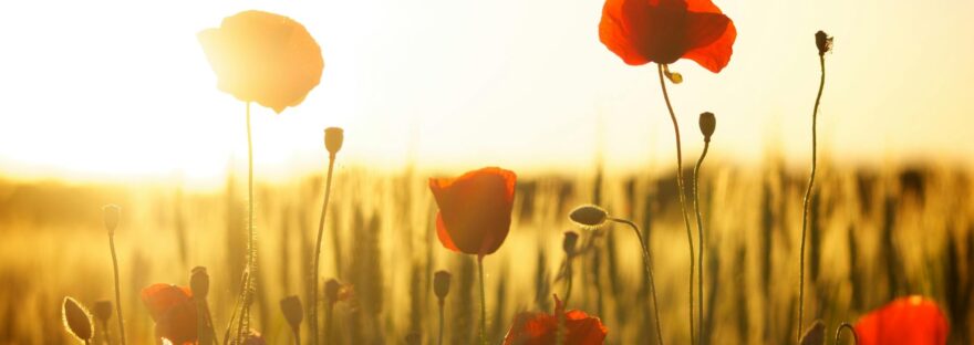 red flower near white flower during daytime
